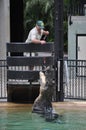 Crocodile Show in Australia Zoo