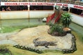 Crocodile show