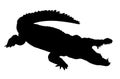 Crocodile silhouette isolated on white background