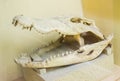 Crocodile Skeleton Royalty Free Stock Photo
