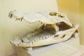 Crocodile Skeleton