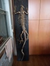 Crocodile skeleton, real skeleton. biological drug.