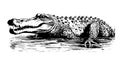 Crocodile sketch hand drawn in doodle style Vector illustration Royalty Free Stock Photo