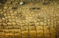 Background Texture Crocodile skin