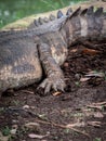 Crocodile skin, feet and claw texture