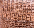Crocodile skin leather texture Royalty Free Stock Photo