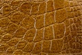 Crocodile skin texture Royalty Free Stock Photo