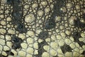 Crocodile Skin Texture