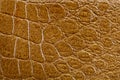 Crocodile skin texture Royalty Free Stock Photo