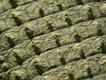 Crocodile skin - texture Royalty Free Stock Photo