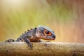 Crocodile skink Royalty Free Stock Photo