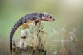 Crocodile skink Royalty Free Stock Photo