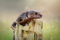 Crocodile skink Royalty Free Stock Photo