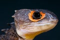 Crocodile skink / Triblonotus gracilis