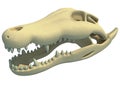 Crocodile Skull 3D rendering