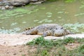 Crocodile sleeping near the pond