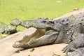 Crocodile is open mouth Royalty Free Stock Photo