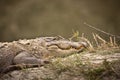 Crocodile sleeping on the riverbank