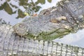 Crocodile sleeping in the water