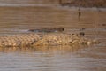 Crocodile sleeping Royalty Free Stock Photo