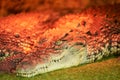 A crocodile sleeps with one eye open on a piece of land in a terrarium. The terrarium is illuminated with red-orange light