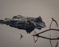 Crocodile Spotting inside the water in a river Royalty Free Stock Photo