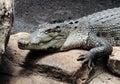 Crocodile Royalty Free Stock Photo