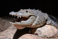Crocodile Royalty Free Stock Photo