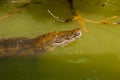 Crocodile stuck his head out of the muddy river. Rio Lagartos, Yucatan, Mexico Royalty Free Stock Photo
