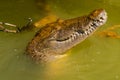 Crocodile stuck his head out of the muddy river. Rio Lagartos, Yucatan, Mexico Royalty Free Stock Photo