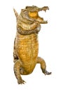 Crocodile stuffed Royalty Free Stock Photo