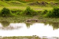 Crocodile subfamily Crocodylinae in the water in Serengeti