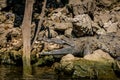 Crocodile at Sumidero Canyon - Chiapas, Mexico Royalty Free Stock Photo