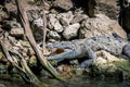 Crocodile at Sumidero Canyon - Chiapas, Mexico Royalty Free Stock Photo