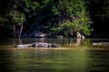 Crocodile at Sumidero Canyon - Chiapas, Mexico Royalty Free Stock Photo