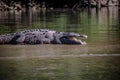 Crocodile at Sumidero Canyon - Chiapas, Mexico Royalty Free Stock Photo