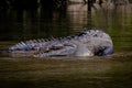 Crocodile at Sumidero Canyon - Chiapas, Mexico Royalty Free Stock Photo