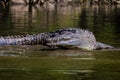 Crocodile at Sumidero Canyon - Chiapas, Mexico Royalty Free Stock Photo