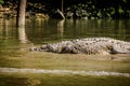 Crocodile at Sumidero Canyon - Chiapas, Mexico Royalty Free Stock Photo