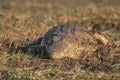 Crocodile in the Sun Royalty Free Stock Photo