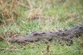 A crocodile sunbathing in the grass Royalty Free Stock Photo