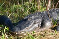 Crocodile is sunbathing in the meadow Royalty Free Stock Photo