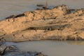 Crocodile sunbathing on a stone island on the Kunene River, Namibia Royalty Free Stock Photo