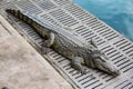 Crocodile sunbathing in the zoo. Royalty Free Stock Photo