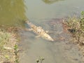 Crocodile in sundarban river,west bengal,its a beauty of nature.