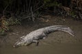 Crocodile in Sundarbans national park in Bangladesh Royalty Free Stock Photo