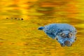 Crocodile and sunset. Yacare Caiman in the dark orange evening water surface with sun, nature river habitat, Pantanal, Brazil. Wi