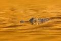 Crocodile, sunset. Yacare Caiman, gold crocodile in the dark orange evening water surface with sun, nature river habitat, Pantana Royalty Free Stock Photo