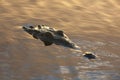 Crocodile at Surface of Lagoon at Sunset Royalty Free Stock Photo