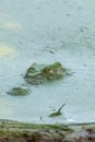 Crocodile surfacing through algae Royalty Free Stock Photo
